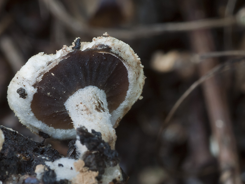 Asterophora lycoperdoides